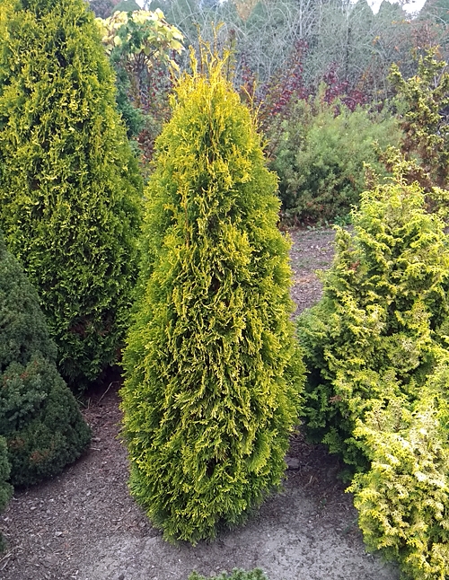 Thuja occidentalis 'Krakus' 